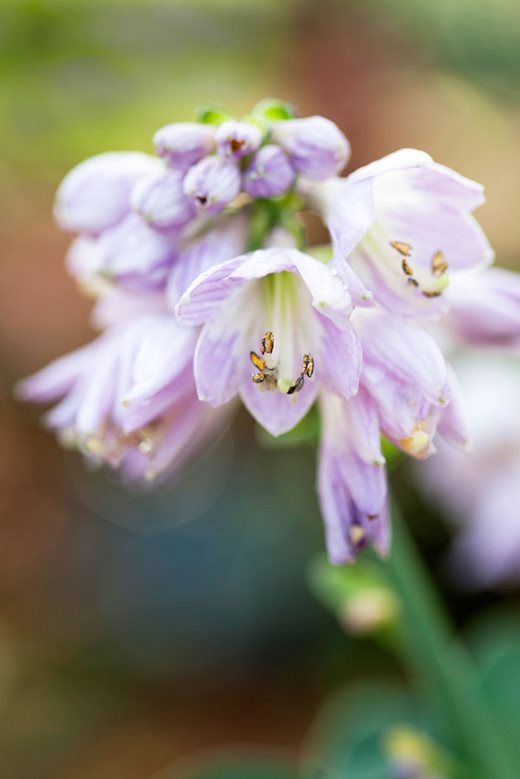 Hosta 'Blue Mouse Ears'