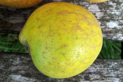 Apple 'Lemon Pippin', showing its distinctive shape
