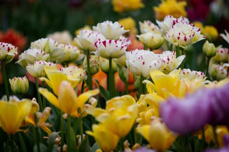 Pheasant Acre Plants display of tulips