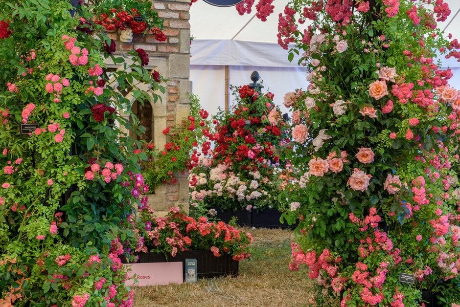 Festival of Roses at RHS Hampton Court