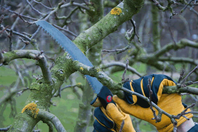 Winter pruning an apple tree using a pruning saw
