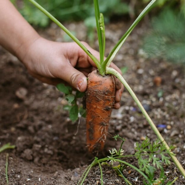 Harvesting a carrot