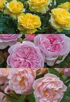 New roses from David Austin: The Poet’s Wife (top), Olivia Rose Austin and Lady Of The Lake