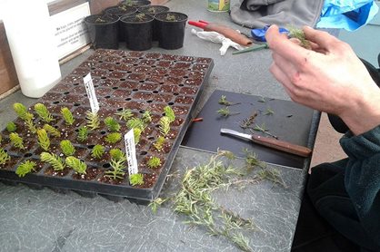 Taking Sedum and Zauschneria cutting by hand and putting them in a tray