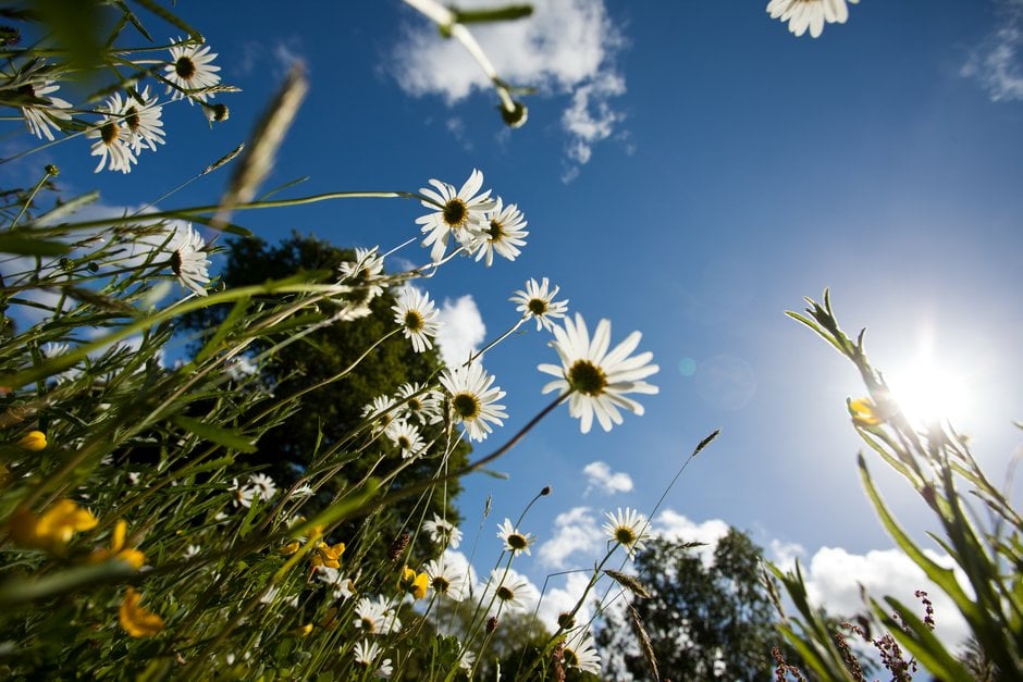Plants, like these ox-eye daisies, absorb gases from the air to fuel their growth