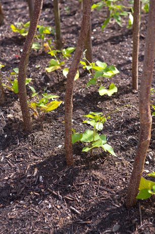 Runner bean seedlings