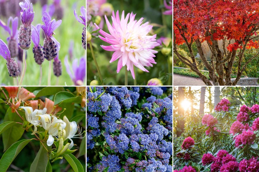 Help, advice & tips from the RHS on all kinds of plants / RHS Gardening