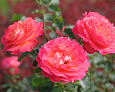 Rosan Roses Rochfords Rose Trials: Seven roses earn RHS Award / RHS