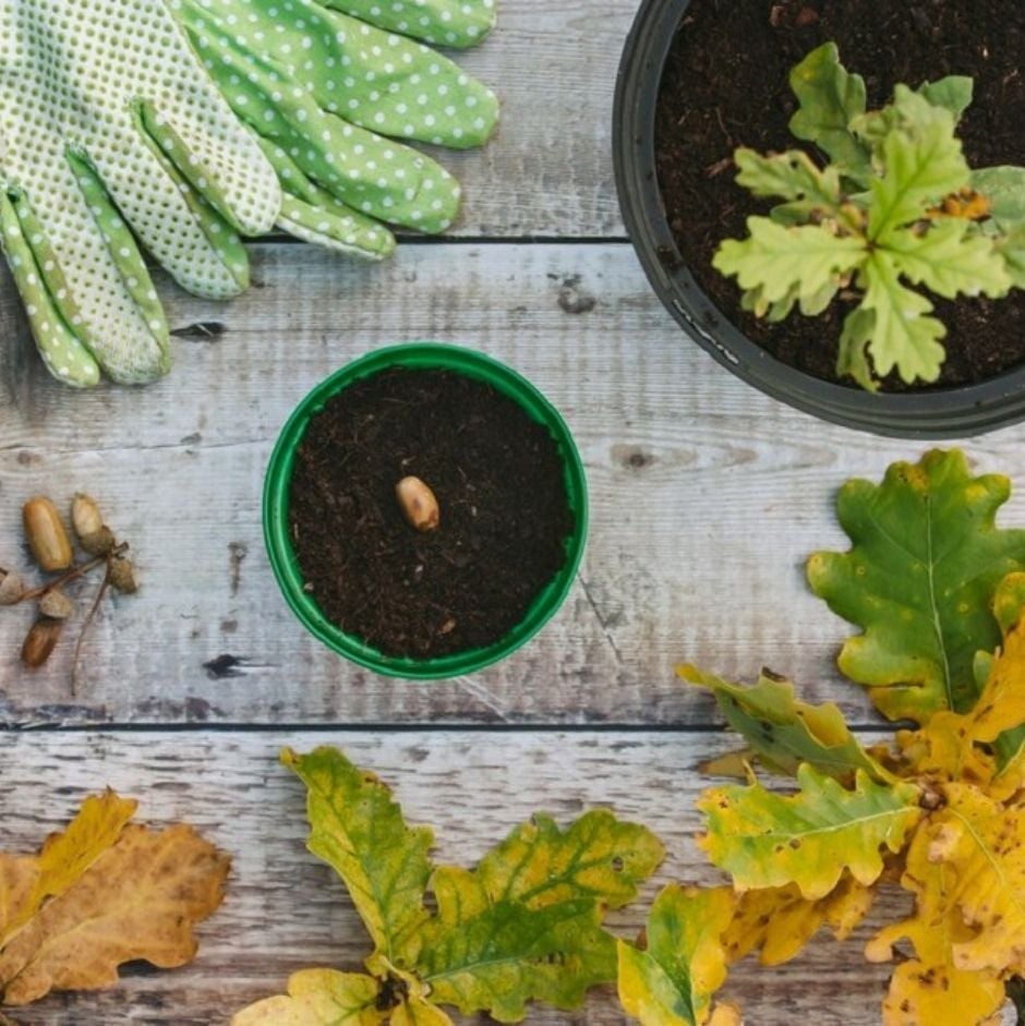 Classroom growing: watch acorns germinate / RHS Gardening