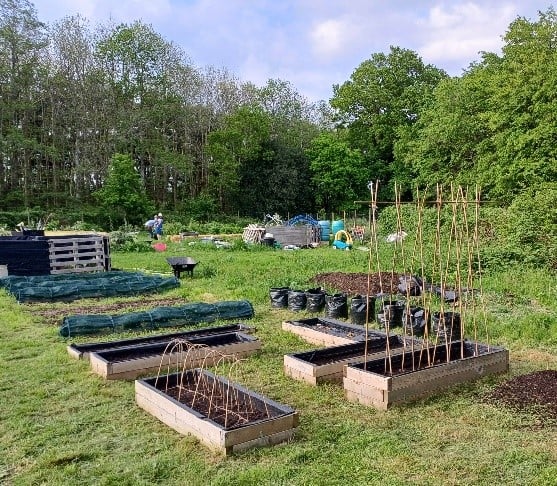Raised beds make for easier successional sowing