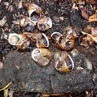 Broken snail shells - evidence of a song thrush feast