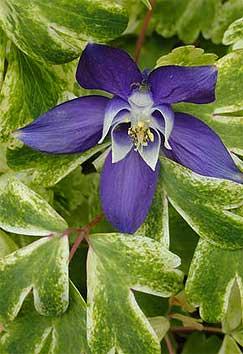 Aquilegia 'Silver Edge'