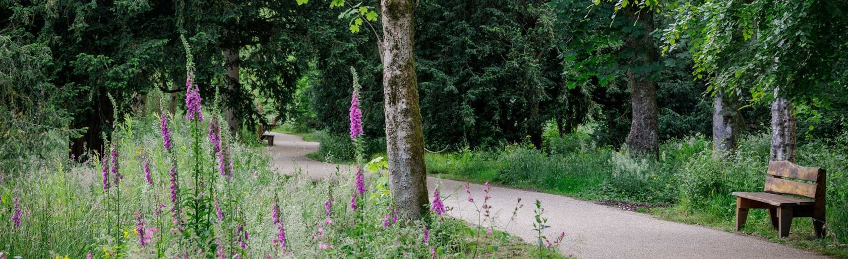 photograph of the garden
