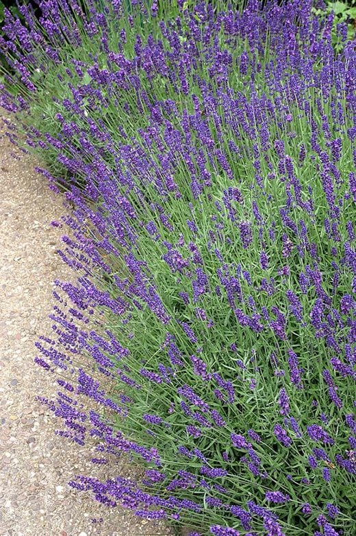 Lavender spilling over onto a path