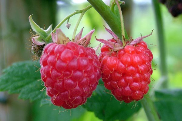 How to Grow Raspberry