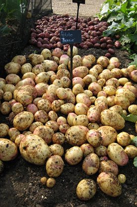 Potatoes 'Bonnie' and 'Highland Red'