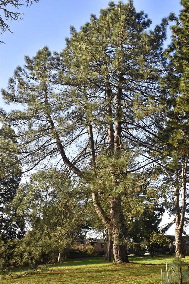 Pinus coulteri at Wisley