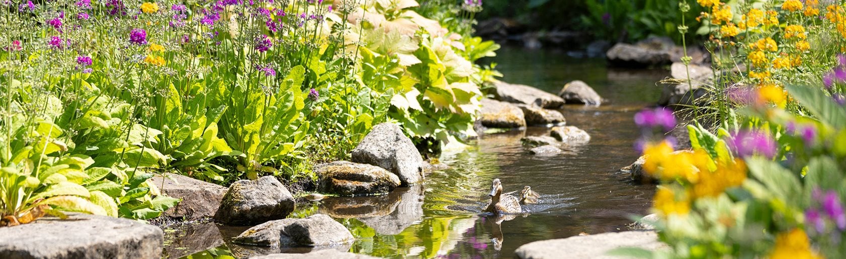 photograph of the garden