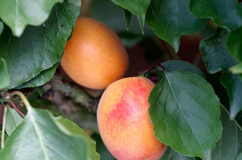 How to grow apricots / RHS Gardening