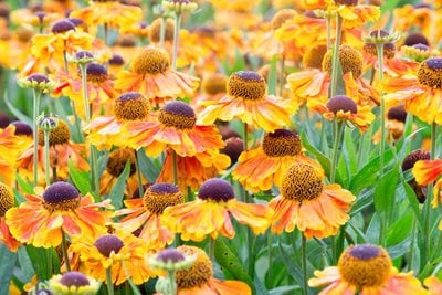 A sea of orange-red helenium flowerheads