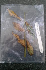 A sample of a diseased plant packaged ready to be sent for testing