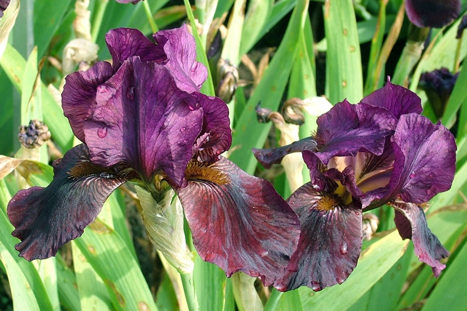 Iris Langport Wren