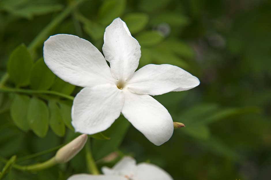 Discover jasmine