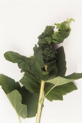 Permanent currant aphid (<EM>Aphis schneideri</EM>) damage
