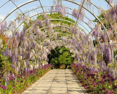 Spectacular wisteria in flower for first time after round-the-clock watch /  RHS Gardening