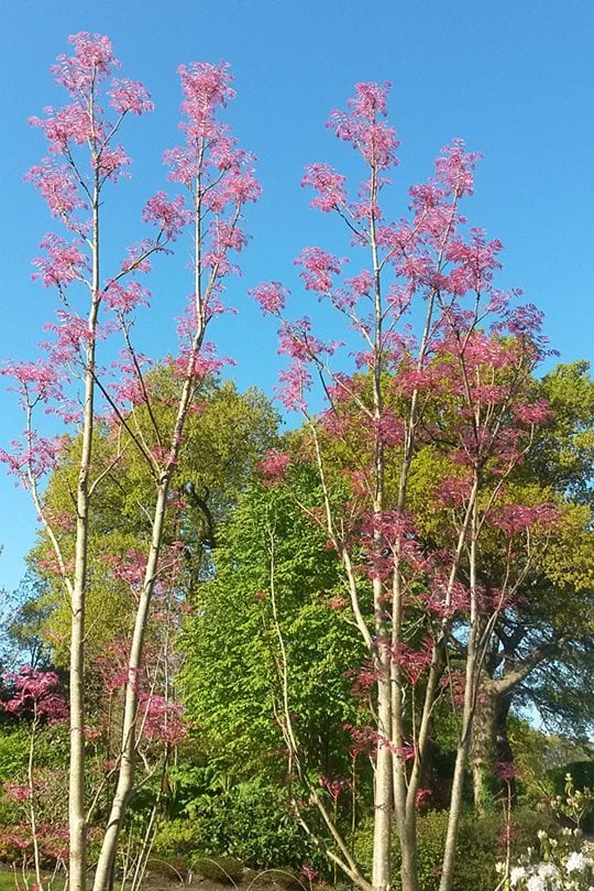 Toona sinensis 'Flamingo' stands out against a bright blue sky