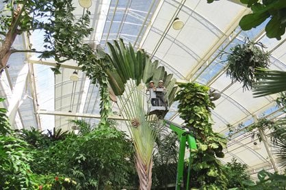 Traveller's palm in The Glasshouse at RHS Garden Wisley