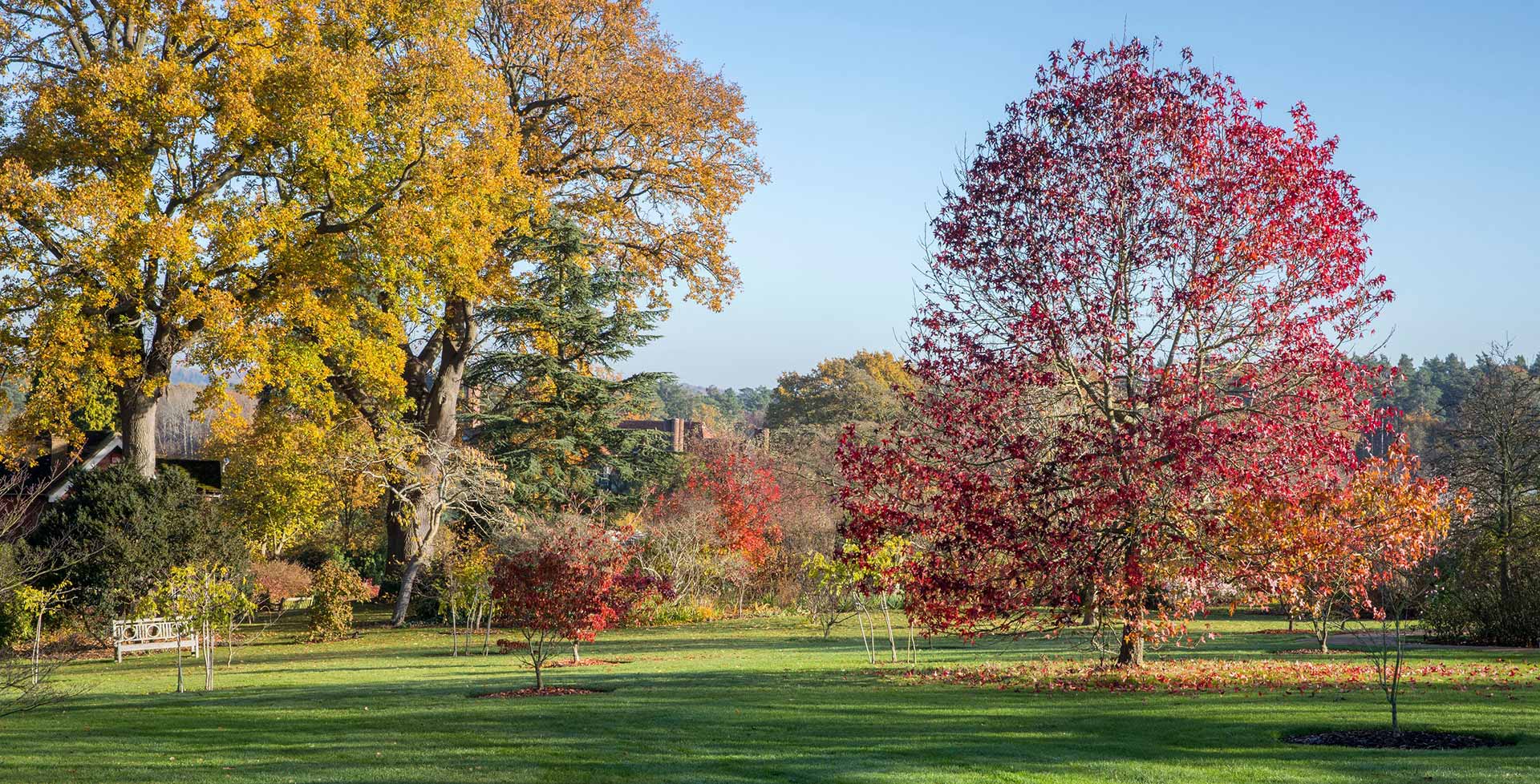 Deciduous Trees Types Uk