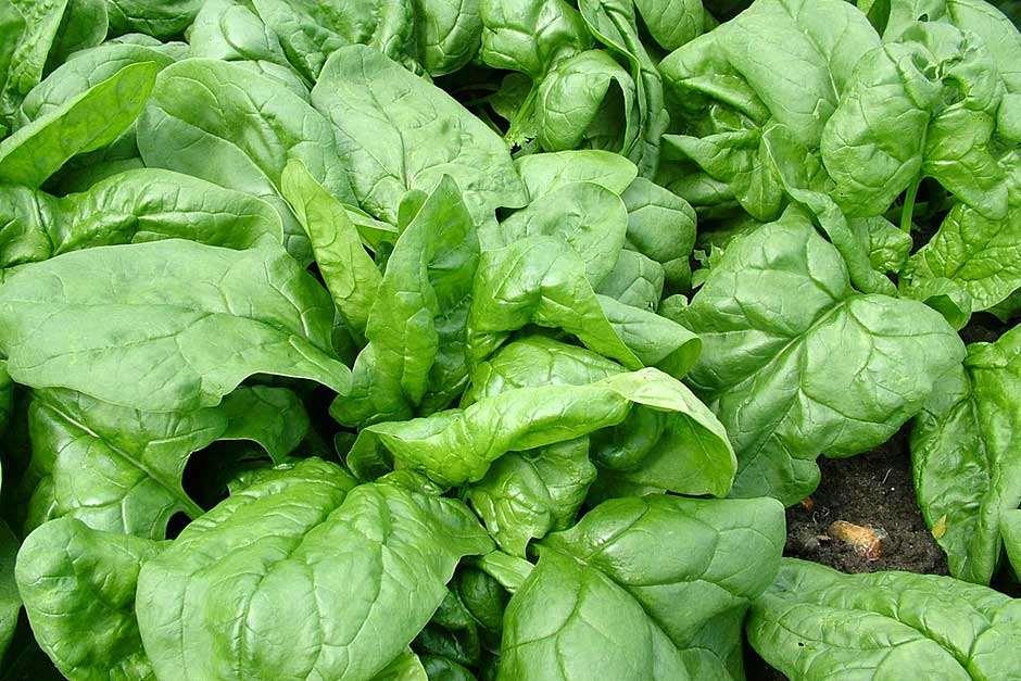 How to grow spinach / RHS Gardening
