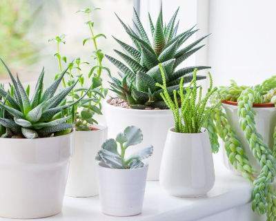 Best houseplants for sunny rooms / RHS Gardening