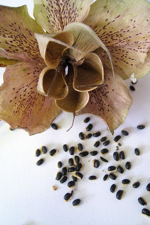 Hellebore seed pods