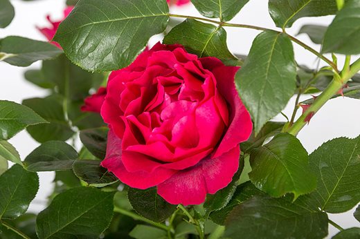 Rosa Papworth's Pride ('Beamelon') 2017 Plant of the Year finalist
