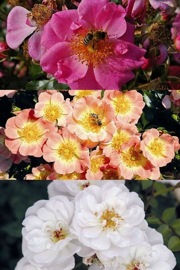 Rose Bee Perfect Pink (top), Bee Perfect Peach and Bee Perfect Whte.