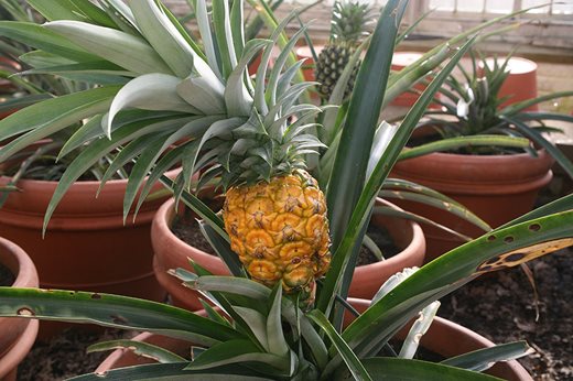 Pineapples at Tatton Park