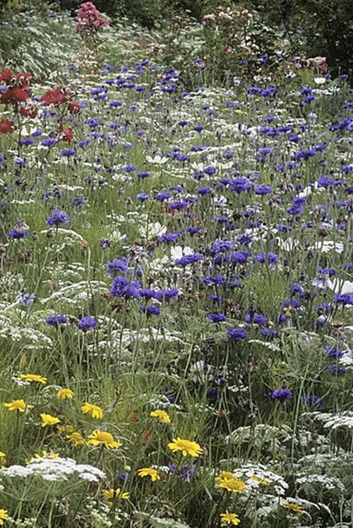 Blue cornflowers combine well with lacy Ammi