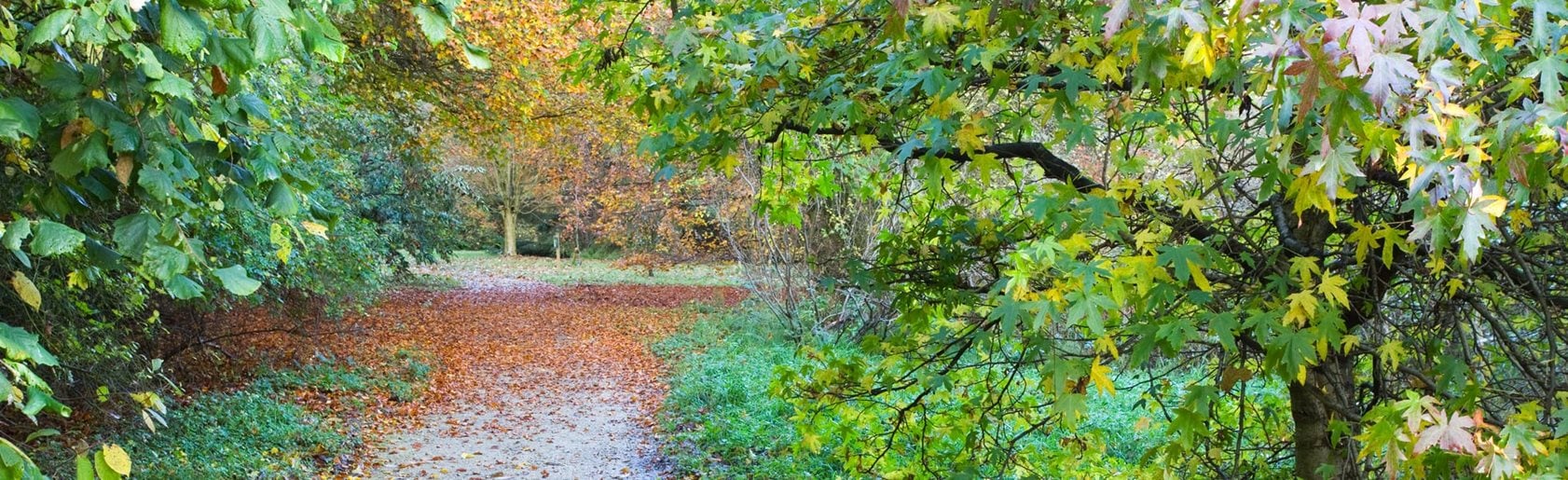 photograph of the garden