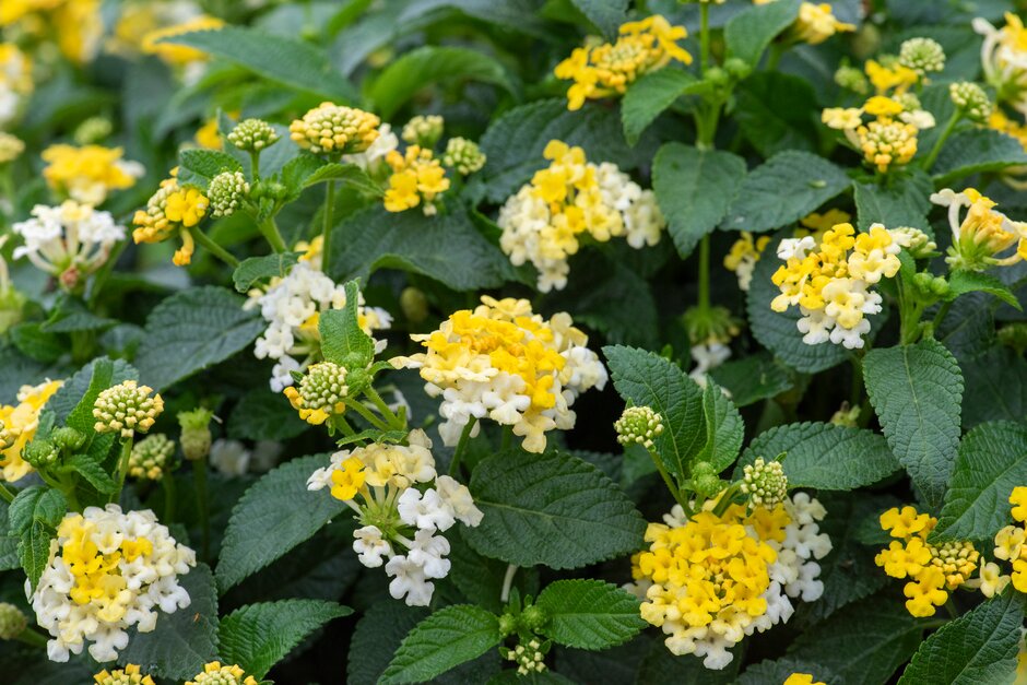 Orange lantana