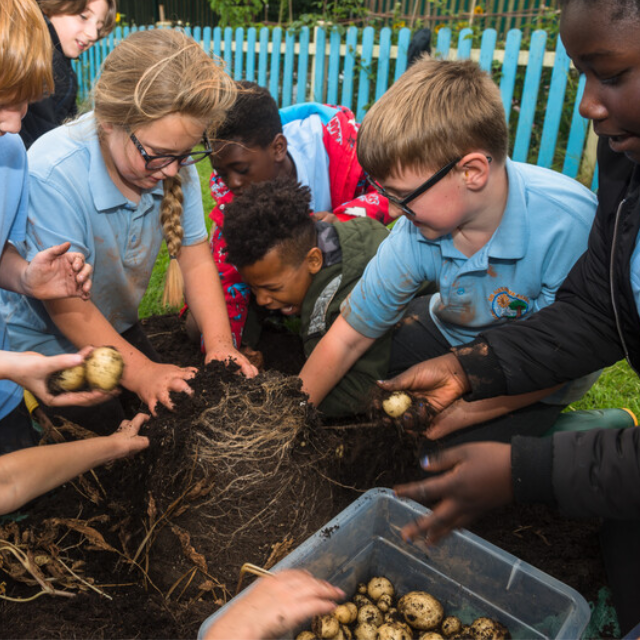 Harvesting potatoes