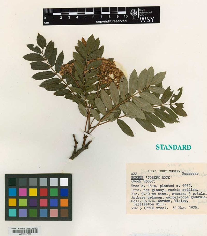 Standard herbarium specimen of Sorbus 'Joseph Rock'