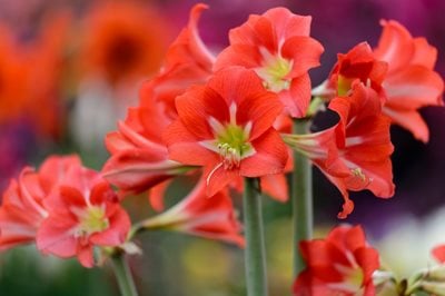Hippeastrum Christmas display