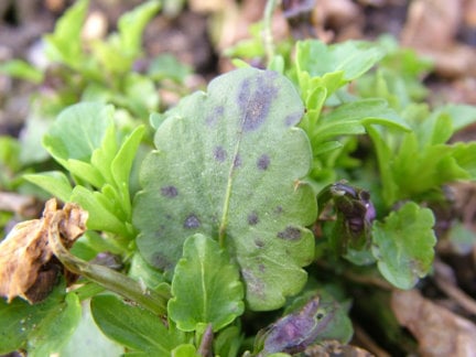 Pansy leaf spots