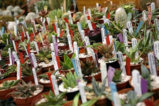 cacti and succulent plants for sale at a London show