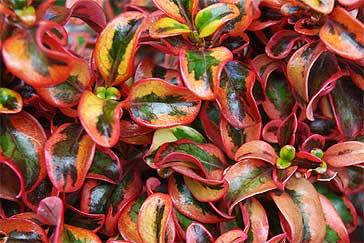 Coprosma 'Inferno' is new from Hillier Online