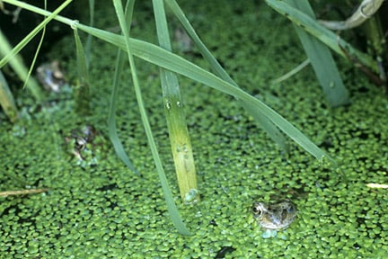 Frogs seem to be attracted to light. Credit: RHS.