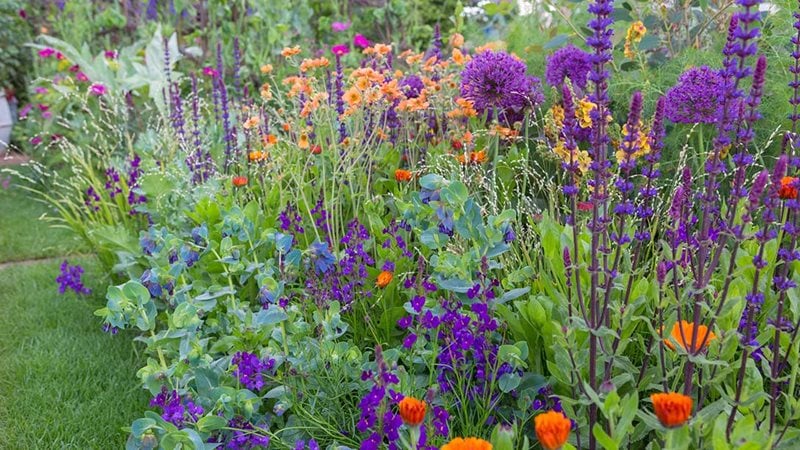 Colourful flowers in a garden to improve health and wellbeing