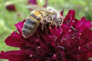 Bee on knautia